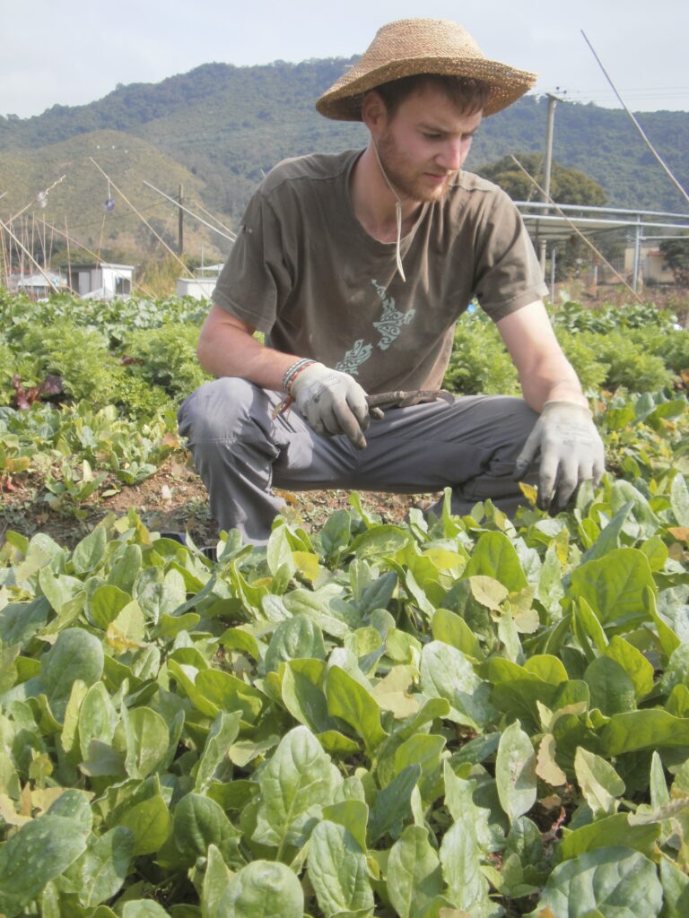 Harvesting spinach